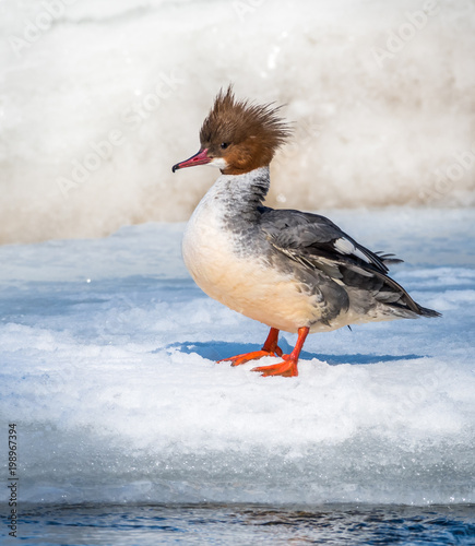 Goosander