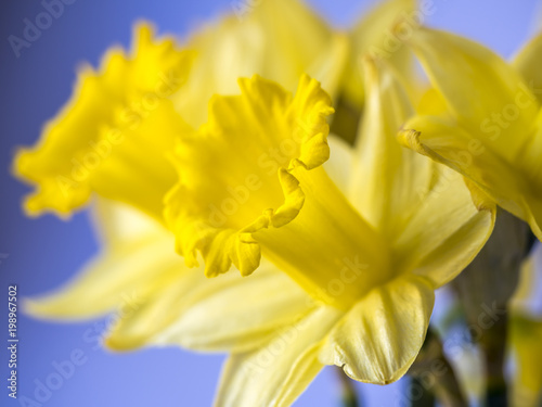 Fototapeta Naklejka Na Ścianę i Meble -   daffodil