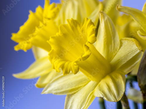 Fototapeta Naklejka Na Ścianę i Meble -   daffodil