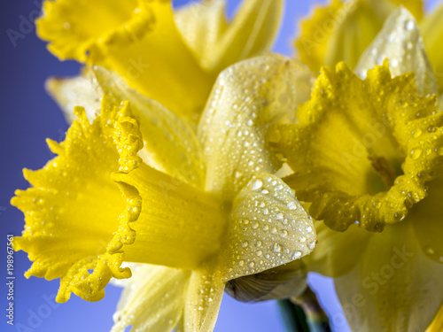 Fototapeta Naklejka Na Ścianę i Meble -   daffodil