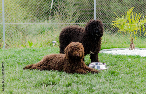 Perros de aguas photo