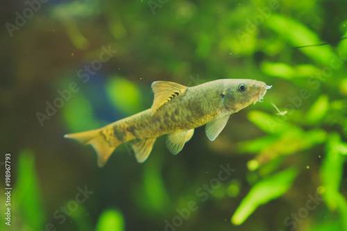 Freshwater catfish in home aquarium. Corydoras paleatus.