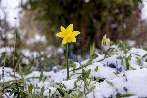 Daffodil in the spring surrounded by snow. Strong determined flower pushing though a layer of ice and snow that covers the garden around