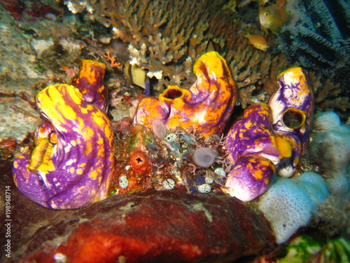 Seescheide photo