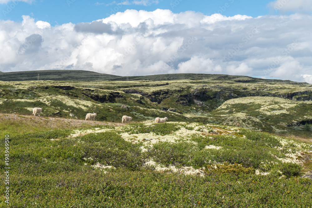 Four sheep in the background of the hills, Norway