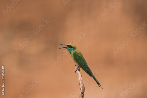 Little bee-eater © Vadhyarmadathil