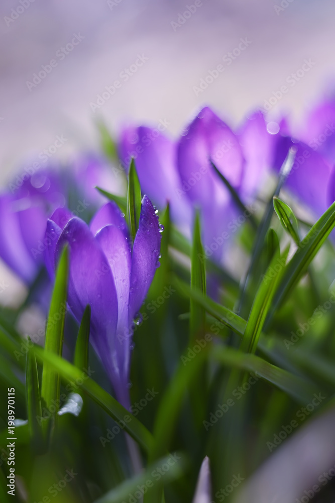 beautiful spring flowers lilac crocuses in droplets of dew on a glade
beautiful spring flowers lilac crocuses in droplets of dew on a glade