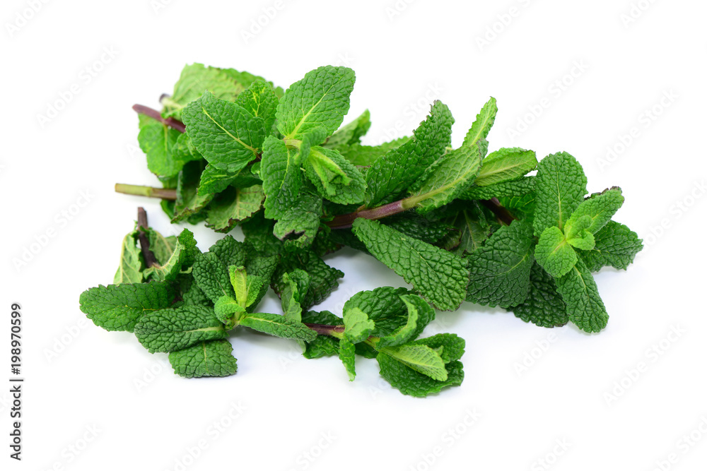 Minze StockFoto Adobe Stock