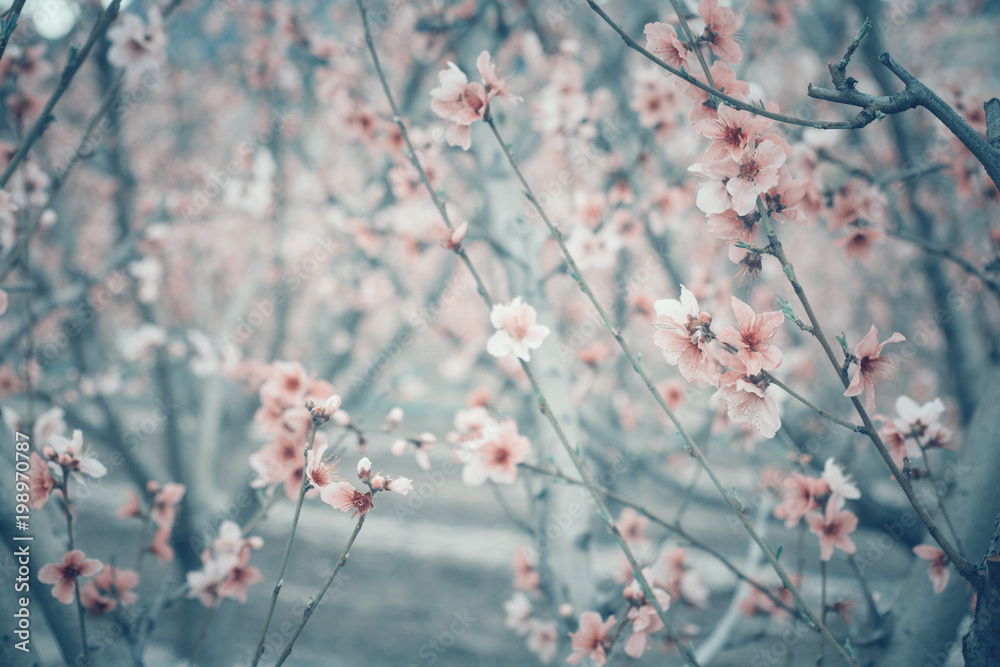 Peach tree branch in bloom - Peach flower blossom - Springtime - Blossom texture of branches and flowers, Japanese ceremony, frailty concept Peach tree branch in bloom - Peach flower blossom - Springtime - Blossom texture of branches and flowers, Japanese ceremony, frailty concept