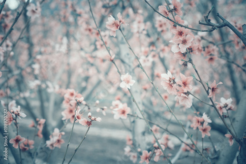 Peach tree branch in bloom - Peach flower blossom - Springtime - Blossom texture of branches and flowers, Japanese ceremony, frailty concept