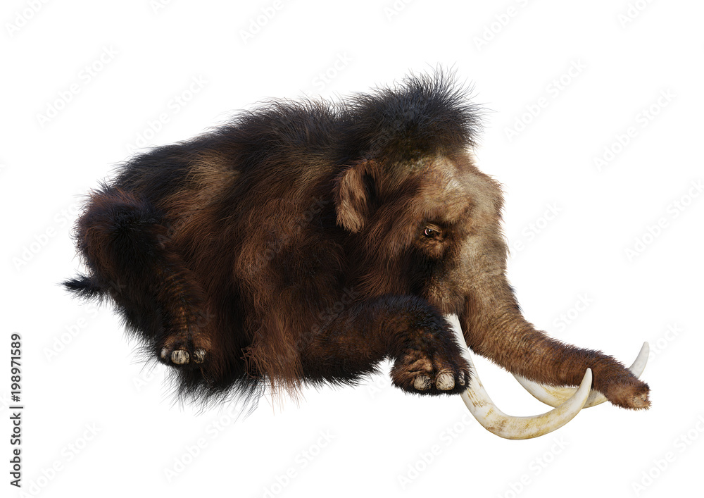 Fototapeta premium 3D Rendering Woolly Mammoth on White