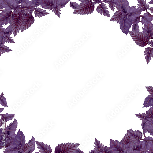 Round frame of Basil leaves and branches isolated on white background. Inside the empty space.