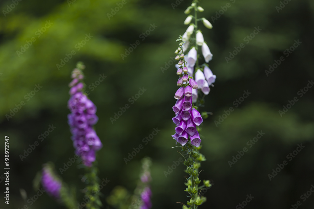 Digitalis Purpurea L. (Foxglove, Common Foxglove, Purple Foxglove, Lady's Glove) Digitalis Purpurea L. (Foxglove, Common Foxglove, Purple Foxglove, Lady's Glove)