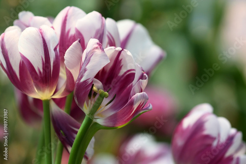 Tulips white with a lilac close up on a green background it is horizontal. Macro. Liliaceae Family. Tulipa.