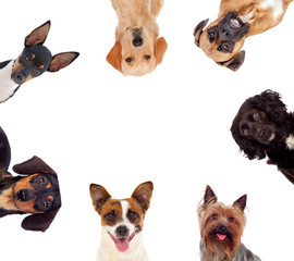 Differents dogs looking at camera
