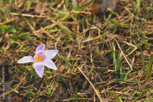 flowers of mountain crocus opened and in buds on a meadow with old grass postcard background