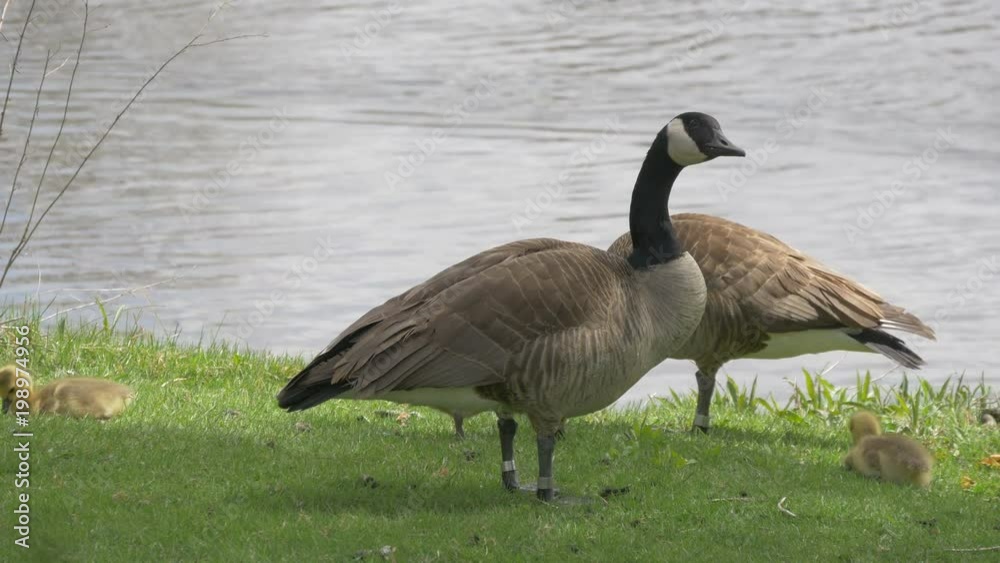 Geese and goslings near the river Geese and goslings near the river