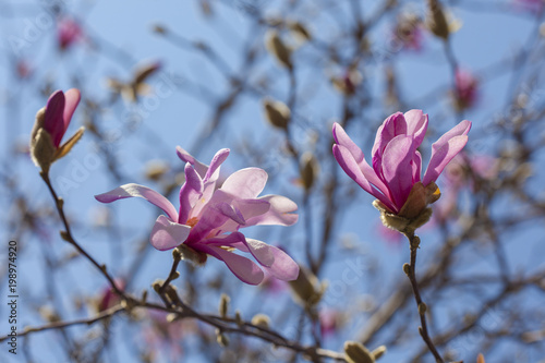 Blossom pink magnolia