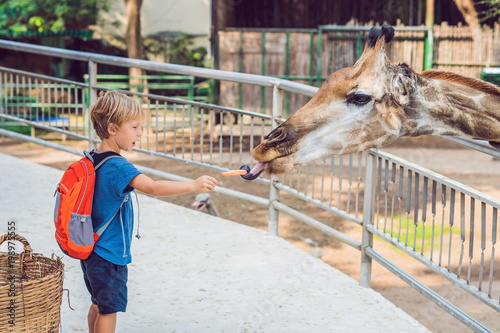 little kid boy watching and feeding giraffe in zoo. Happy kid having fun with animals safari park on warm summer day