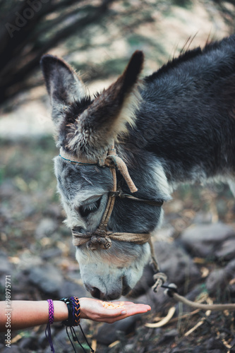 Close up of a woman hand feeding a donkey. Mammals, animals and nature concept