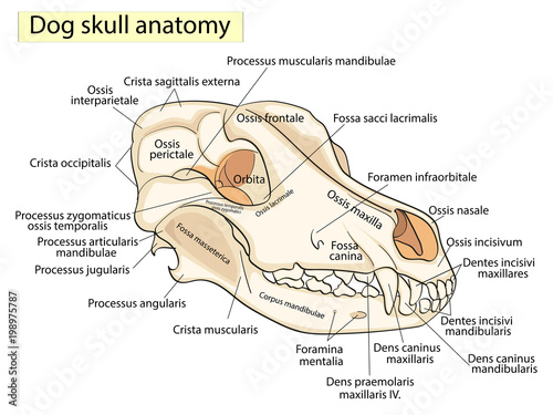 The skull of a dog. Structure of the bones of the head, anatomical design. In Latin