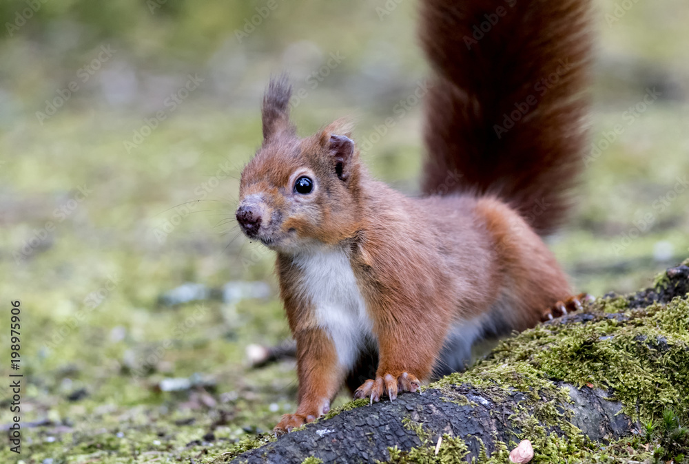 Red Squirrel (Sciurus vulgaris) with scarred nose Red Squirrel (Sciurus vulgaris) with scarred nose