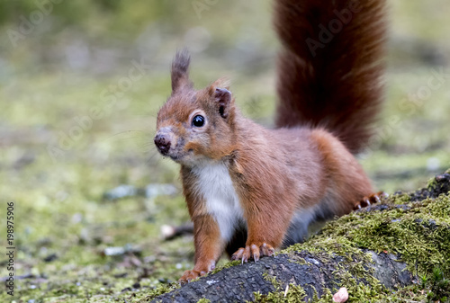 Red Squirrel (Sciurus vulgaris) with scarred nose