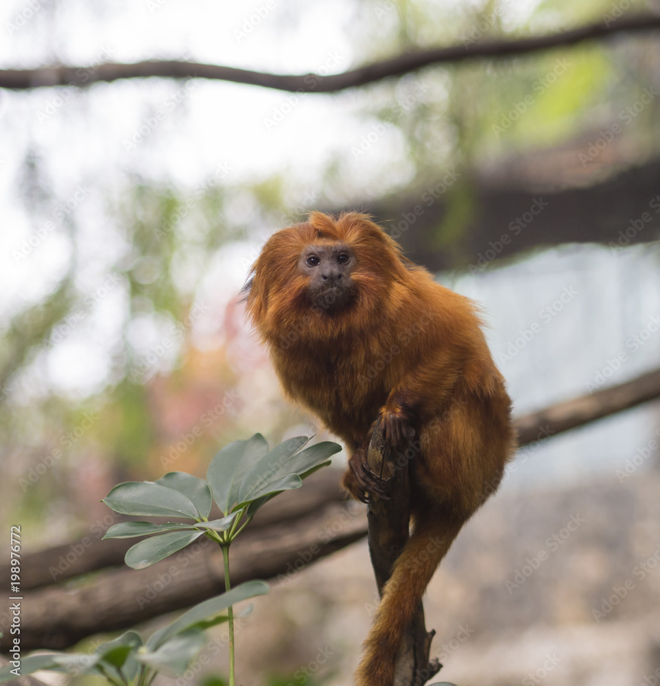 close up Golden lion tamarin sitting on the tree branch, green leaves, selective focus close up Golden lion tamarin sitting on the tree branch, green leaves, selective focus