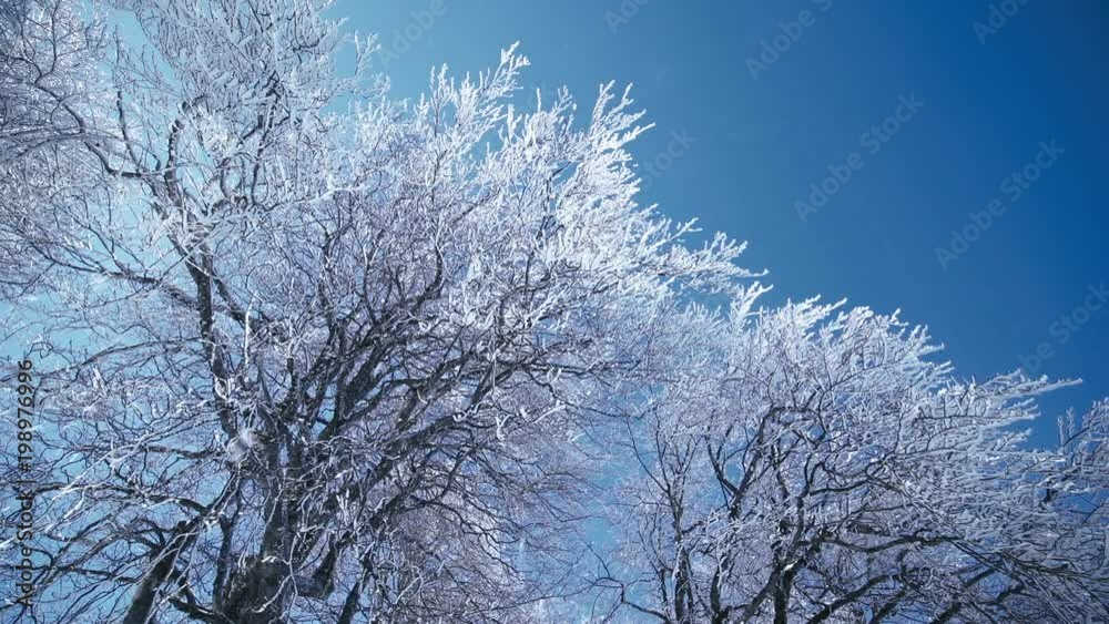 Ice pellets. Tree branches covered with ice crust Ice pellets. Tree branches covered with ice crust