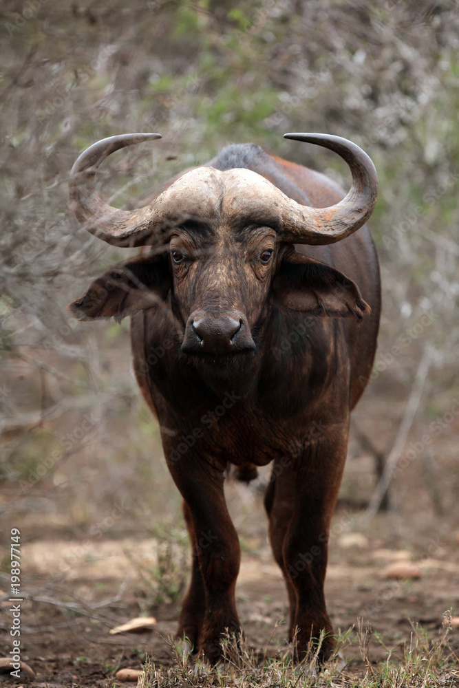 The African buffalo or Cape buffalo (Syncerus caffer) is hiding in thickets - a dangerous situation while walking through the bush The African buffalo or Cape buffalo (Syncerus caffer) is hiding in thickets - a dangerous situation while walking through the bush