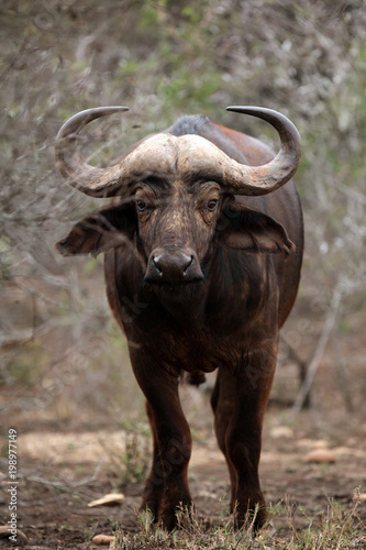 The African buffalo or Cape buffalo (Syncerus caffer) is hiding in thickets - a dangerous situation while walking through the bush