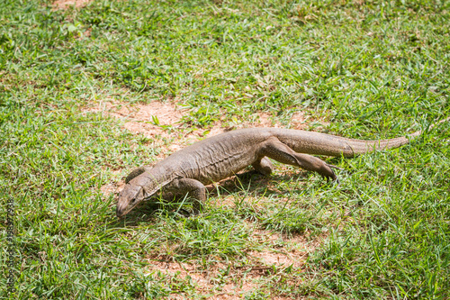 Wild varan in nature