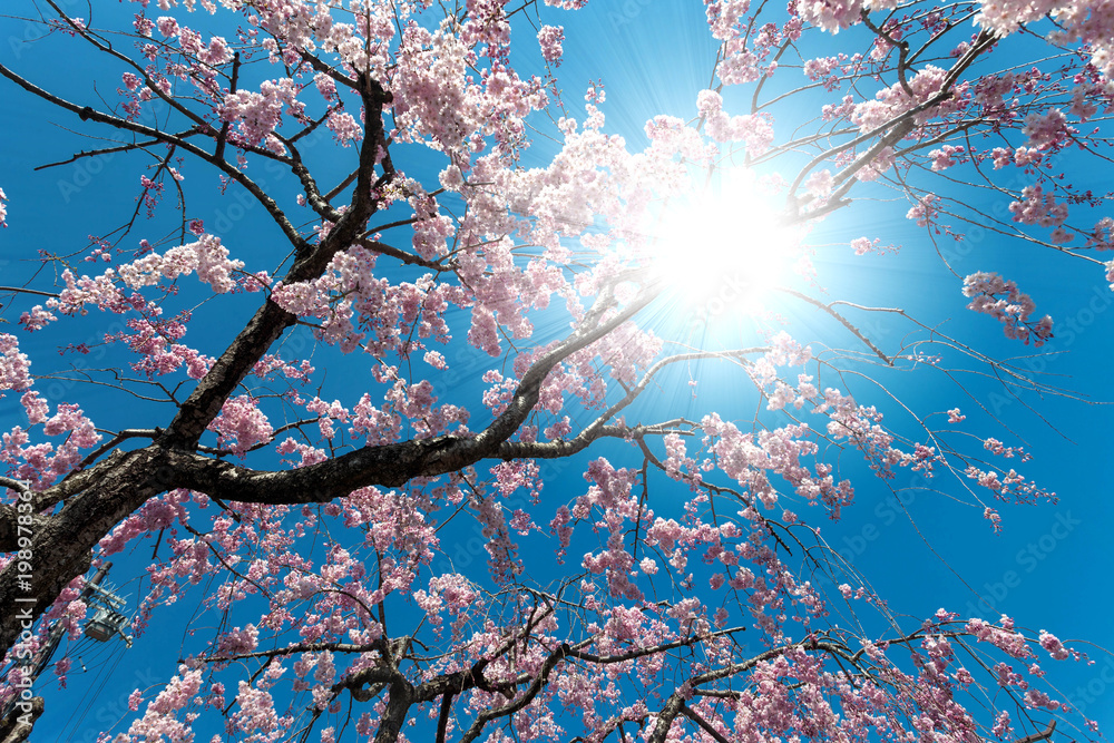 pink cherry blossom tree blooming with its flower and sunlight beam