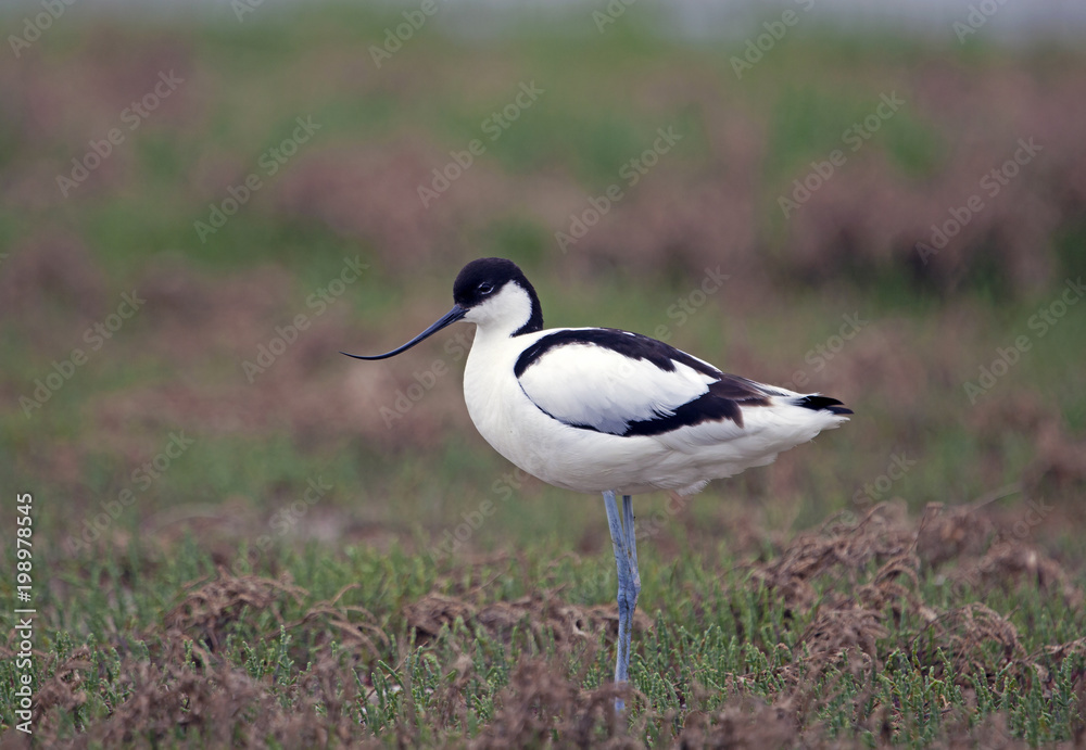 Obraz premium avocet