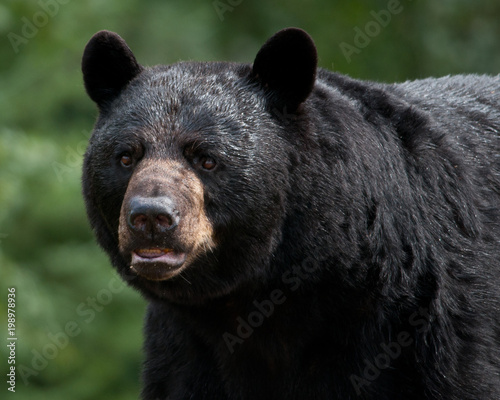 Black Bear (Ursus americanus) photo