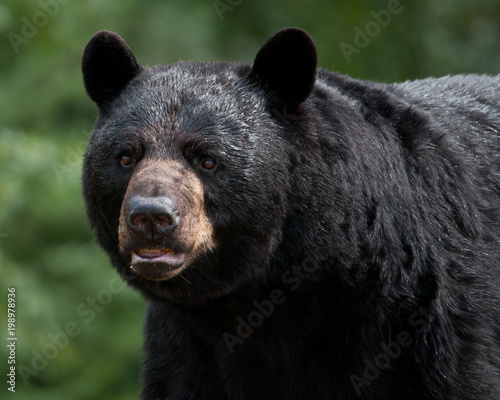 Fotografie Black Bear (Ursus americanus)