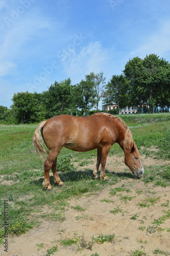 grazing working horse