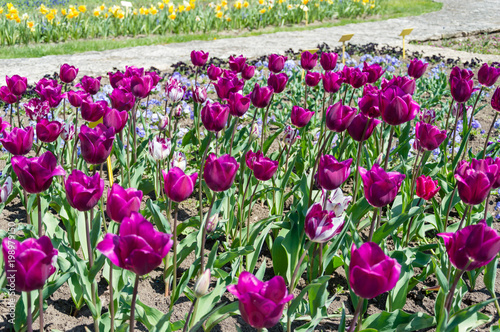 Beautiful group purple tulips. Spring landscape.Seasonal photography © Svetlin
