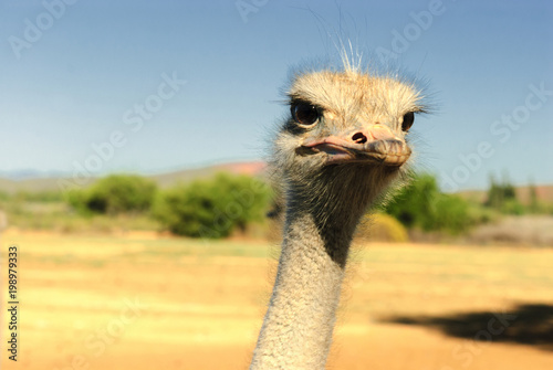 ostrich bird on a farm, South Africa