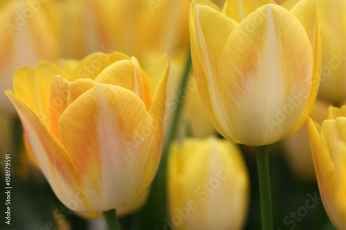 Tulips yellow close up horizontally . Macro. Blurring a background with the blossoming tulips. Liliaceae Family. Tulipa.