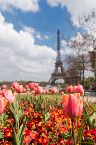 Garden with tulips and flowers, Eiffel tower in background