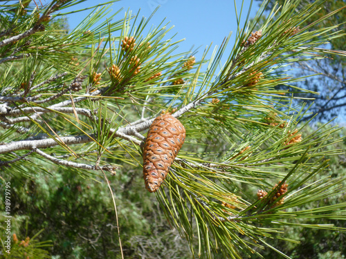 Pine cone on Tree