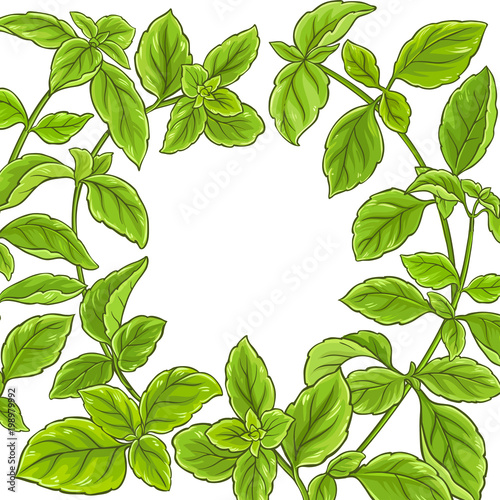 basil plant vector frame