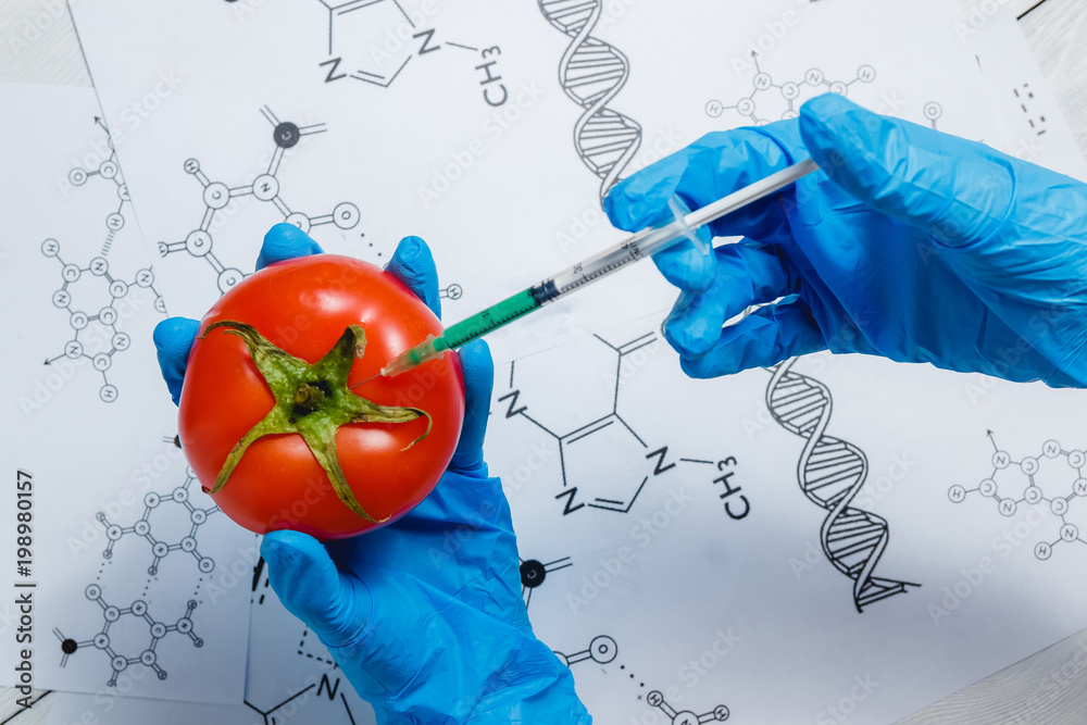 GMO Scientist Injecting Green Liquid from Syringe into Red Tomato - Genetically Modified Food Concept. GMO Scientist Injecting Green Liquid from Syringe into Red Tomato - Genetically Modified Food Concept.