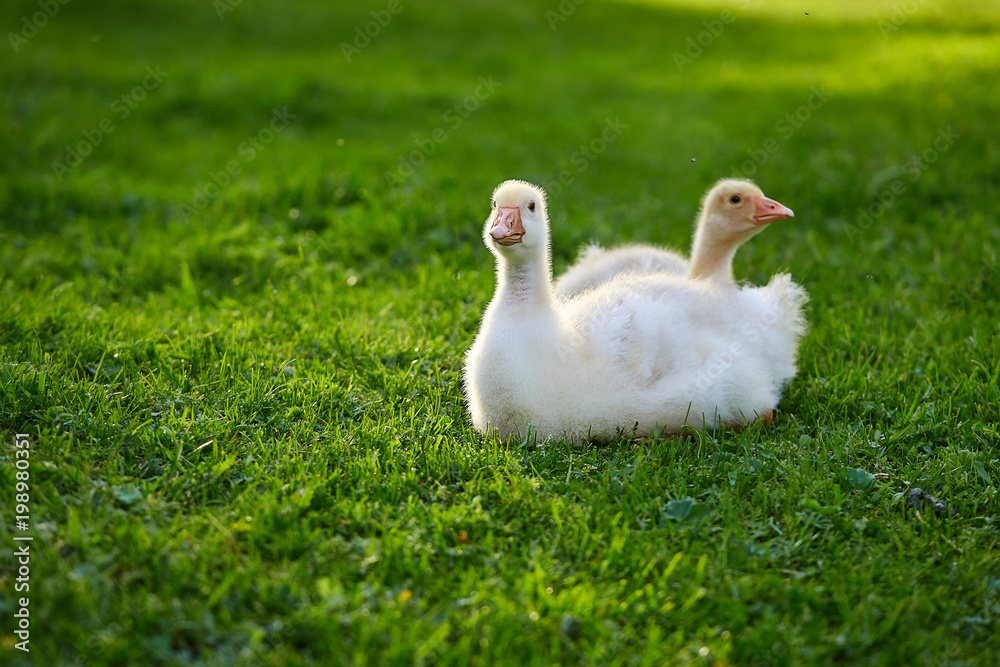 A gaggle of goslings, lying on grass A gaggle of goslings, lying on grass
