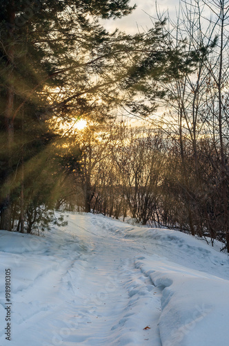 Traces of snowmobile in the woods at sunset rays of the sun © dmitriydanilov62