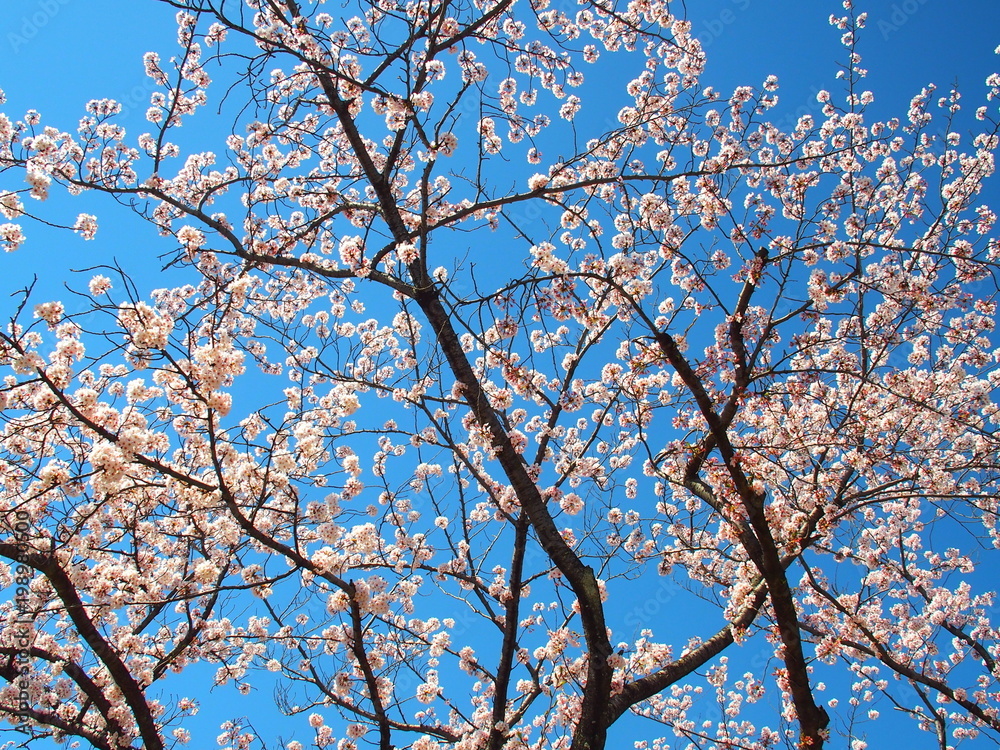 春の公園の桜の木