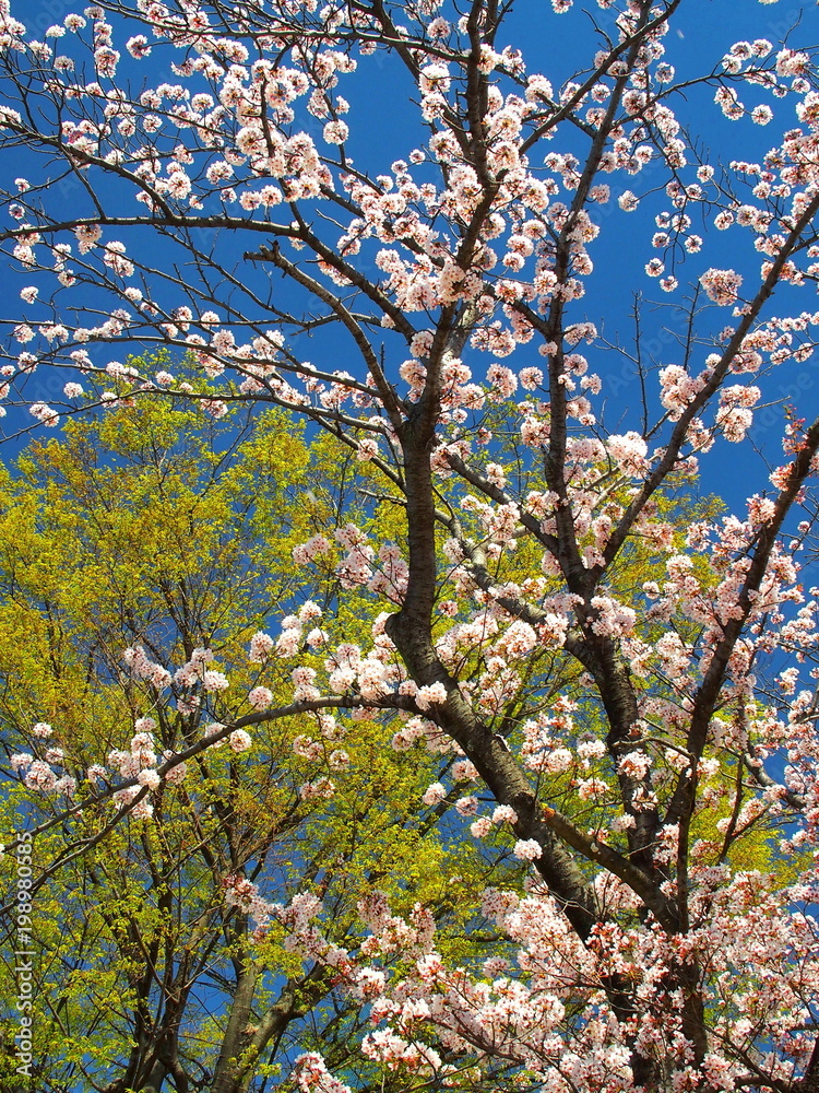 Fototapeta premium 春の公園の木々