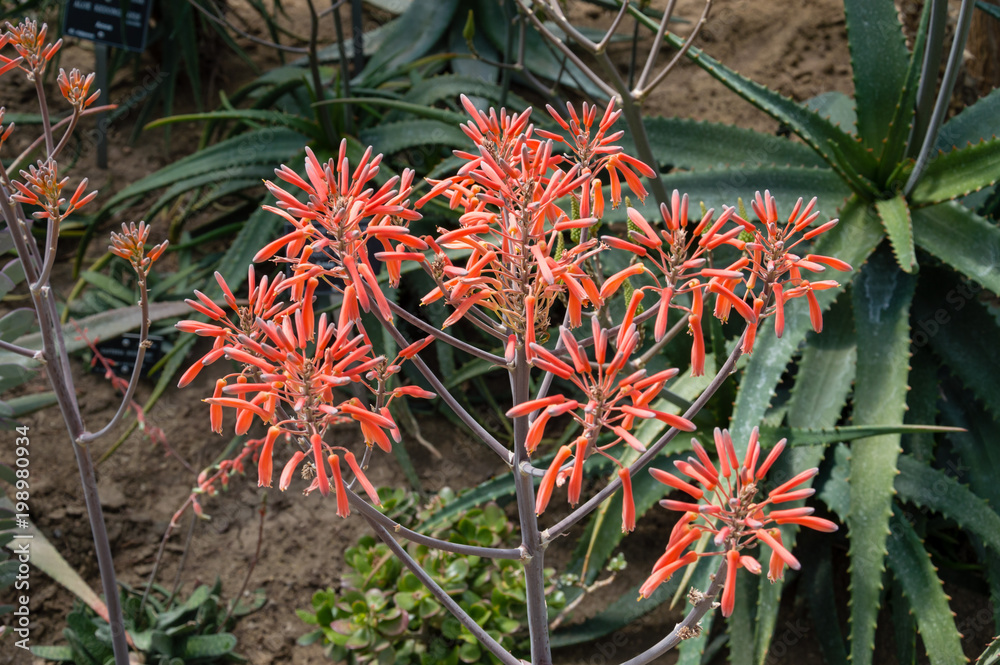 Fototapeta premium Blossoming aloe in the botanical garden