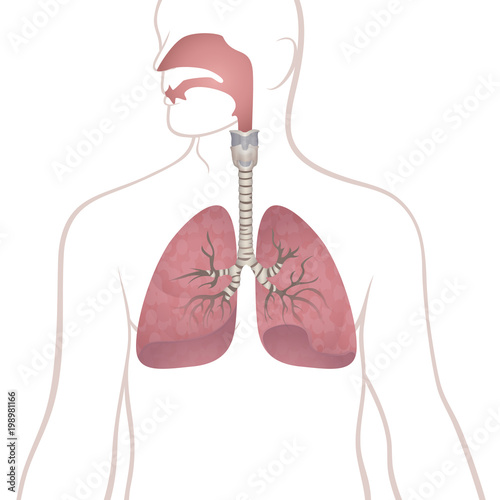 human lungs, trachea and nasopharynx